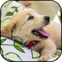 Golden retriever wallpapers