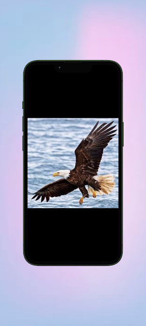Elang WalL Screenshot 3