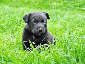 Dogs wallpapers Screenshot 1