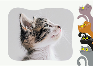 Lovely Cat Photo Frames Screenshot 2