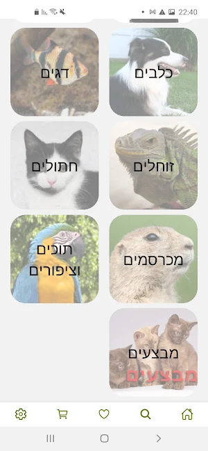 קן התוכי Screenshot 3