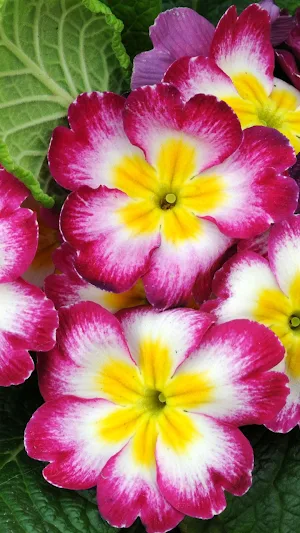Primrose Wallpaper Screenshot 1