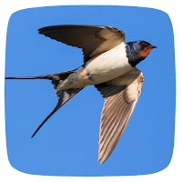 Swallow Sounds