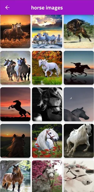 animals picture Screenshot 2