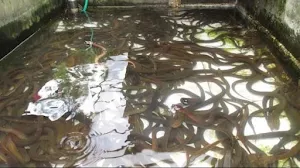 Eel Cultivation Screenshot 0