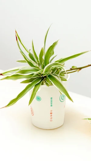Spider Plant Wallpaper Screenshot 1