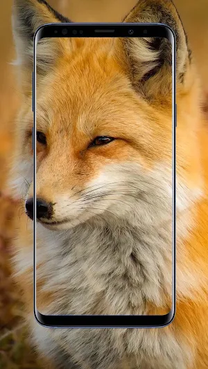 Fox Wallpapers Screenshot 0