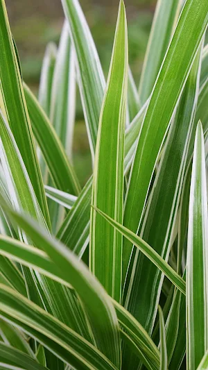 Spider Plant Wallpaper Screenshot 0