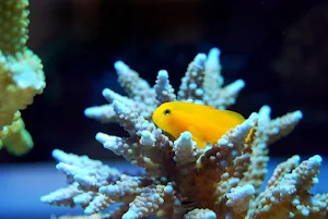 Corals wallpapers Screenshot 0
