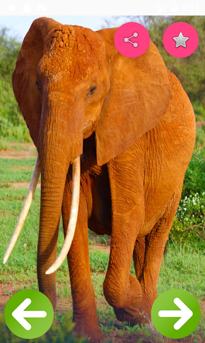Animals Name and Pictures for Kids Screenshot 0