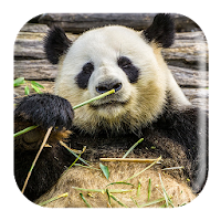 Panda Sounds