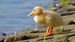 Duckling Wallpapers Screenshot 0