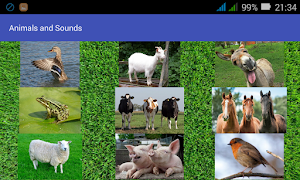 Animals and Sounds Screenshot 2