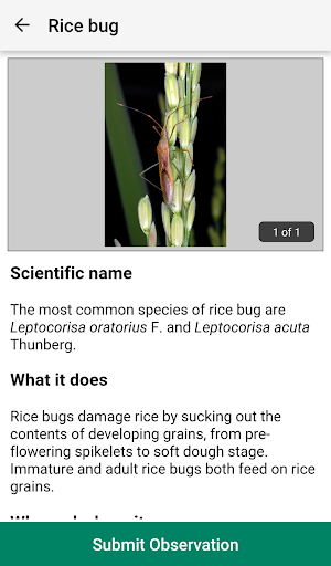 Rice Doctor Screenshot 3