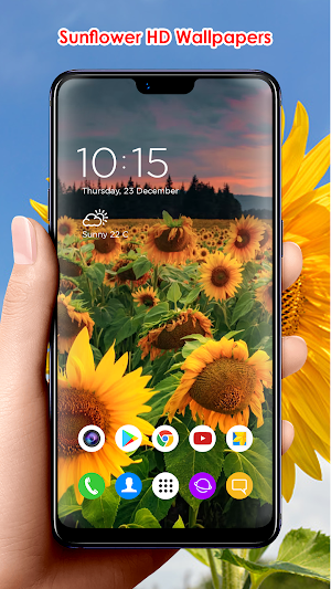 Sunflower HD Wallpapers Screenshot 3