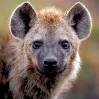 Hyena Sounds