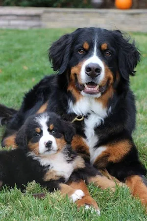 Bernese Mountain Dog Wallpaper Screenshot 3