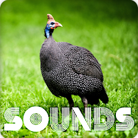 Guinea Fowl Sound Ringtones
