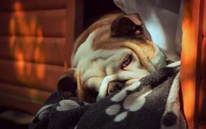 Bulldog Wallpapers Screenshot 1