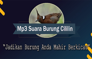 Suara Burung Cililin Gacor Offline Screenshot 0