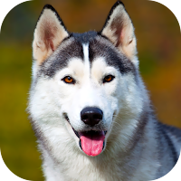 Husky Dog Wallpaper 2023