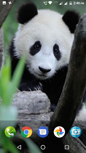 Panda Wallpaper HD Screenshot 3