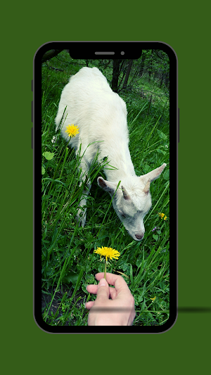 Goat Ringtone Screenshot 2