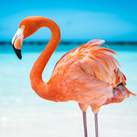The Flamingo