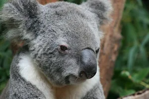 Koala bear wallpapers Screenshot 3