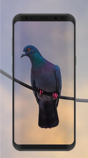 Pigeon Wallpaper Screenshot 1