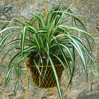 Spider Plant Wallpaper
