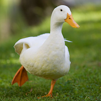 Duck Sounds