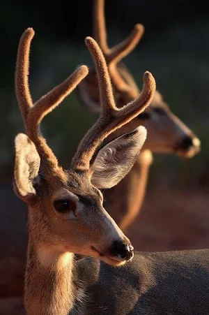 Deer Wallpapers HD Screenshot 3