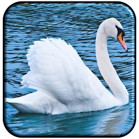 Swan Wallpaper HD