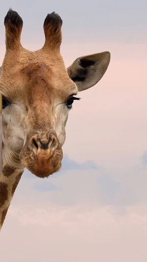 Wildlife Photography Wallpaper Screenshot 3