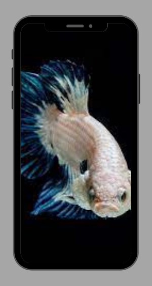 Betta Fish Wallpaper Free Screenshot 0