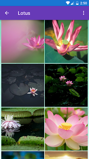 Cherry Blossom,Gerbera,Lotus,Pink Flower Wallpaper Screenshot 2