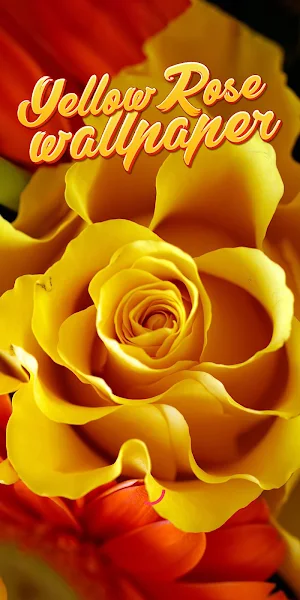 yellow rose wallpaper Screenshot 0