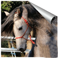 horse wallpapers, backgrounds