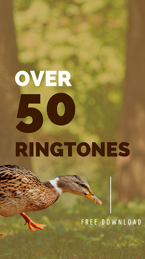 Mallard duck ringtones screenshot 3