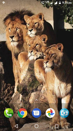 Big Cats Wallpaper Screenshot 0