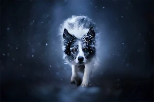 Border Collie Dog Wallpapers Screenshot 0