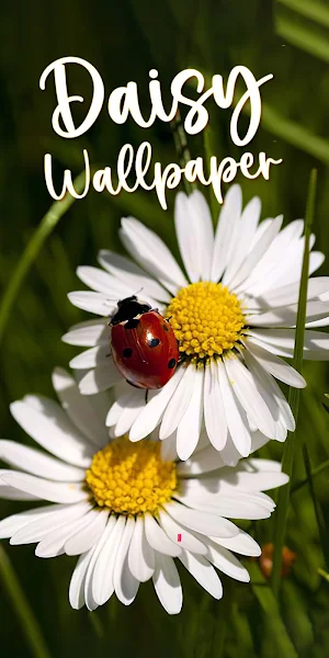 daisy wallpaper Screenshot 0