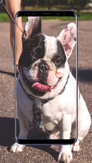 Dog Wallpapers Screenshot 2