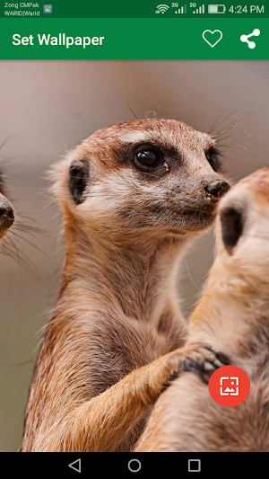 10000 WildLife Wallpapers Screenshot 1