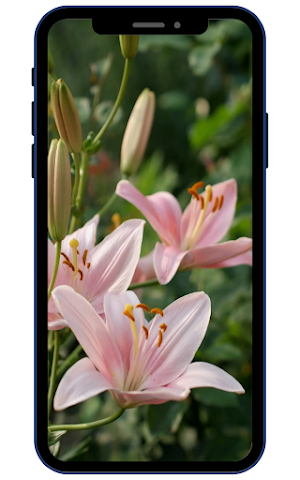 Lily Wallpapers Screenshot 2