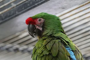 Parrots wallpapers Screenshot 0