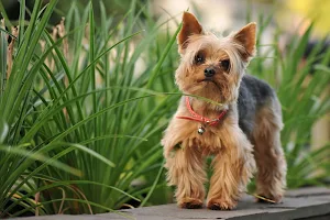 Silky Terrier Dog Wallpapers Screenshot 1