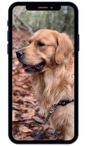 Golden Retriever Wallpapers Screenshot 2