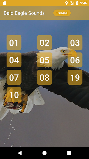 Bald Eagle Sounds Screenshot 0